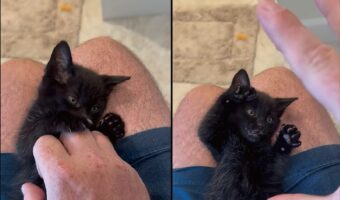 コチョコチョ・・パー！パパさんの動きにつられておててとあんよをパッと開く子猫がかわいすぎる！！【アメリカ・動画】