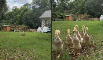 ママさんに呼ばれた！トテトテ駆け寄って来るアヒルのヒナたちがかわいすぎる！！【アメリカ・動画】