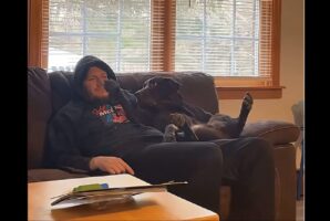 パパさんにかまってもらいたい愛犬。ナデナデし続けてほしいので猛アピール！【アメリカ・動画】