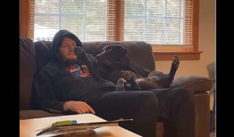 パパさんにかまってもらいたい愛犬。ナデナデし続けてほしいので猛アピール！【アメリカ・動画】