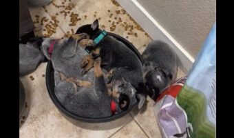 みんなでくっついて眠る子イヌたち。ベッドにしているのは・・ごはんの盛られたボウルだよ！？【海外・動画】