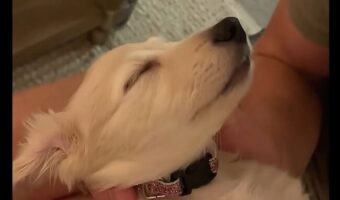 スヤスヤ眠る子犬。ベッドにしているのは・・男性の膝の上でも、腕の中でもなく、手の上だ！！
