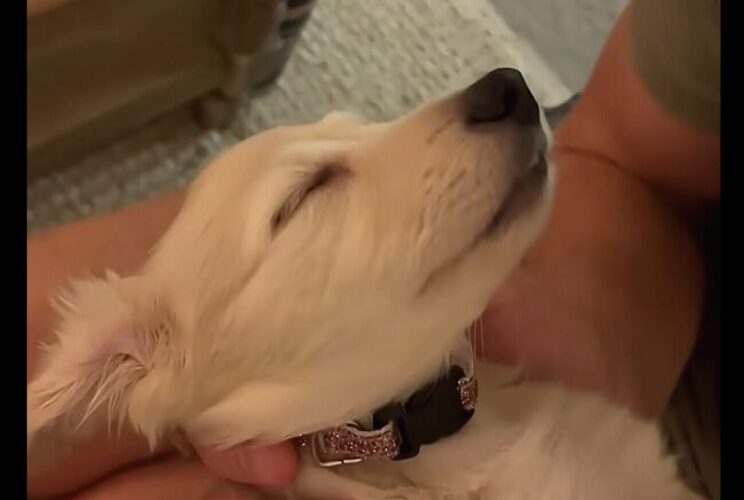 スヤスヤ眠る子犬。ベッドにしているのは・・男性の膝の上でも、腕の中でもなく、手の上だ！！