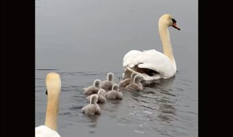 水面を進む白鳥の家族。親鳥の背中に乗りたいヒナだっています！！【海外・動画】