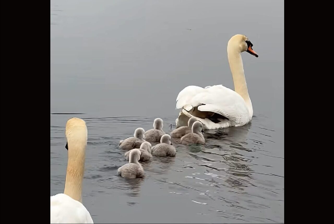 水面を進む白鳥の家族。親鳥の背中に乗りたいヒナだっています！！【海外・動画】
