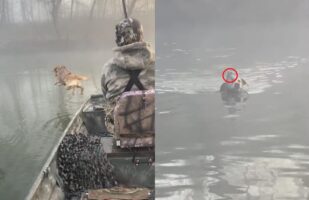 イヌが水の中に飛び込んだ理由。泳いで戻ってくる姿から、救助活動に向かったことが判明！？【アメリカ・動画】