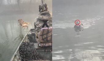イヌが水の中に飛び込んだ理由。泳いで戻ってくる姿から、救助活動に向かったことが判明！？【アメリカ・動画】
