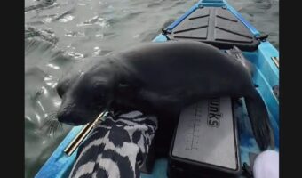 カヤックにお客さんが飛び乗って来た！かまってもらおうとしているかわいい子は・・アシカだ！【海外・動画】
