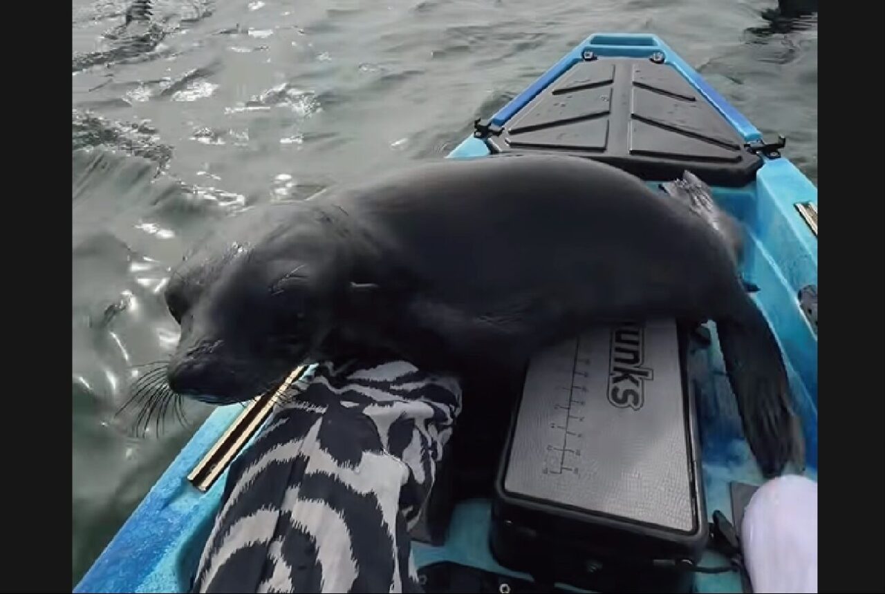 カヤックにお客さんが飛び乗って来た！かまってもらおうとしているかわいい子は・・アシカだ！【海外・動画】