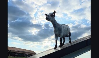 ぴょんぴょん楽しそうなヤギ。駆けて跳ねるその場所は・・ソーラーパネルの上！？【アメリカ・動画】