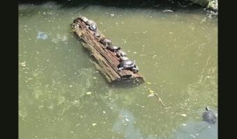 甲羅干しじゃなくてアトラクション気分！？カメたちが乗った丸太がゆ～らゆら！【海外・動画】