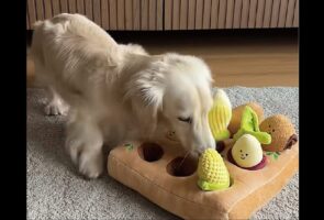 ダックスフンドの大胆な収穫作業。ぬいぐるみの畑をブンブン振ってたくさん引き抜いちゃった！！【海外・動画】