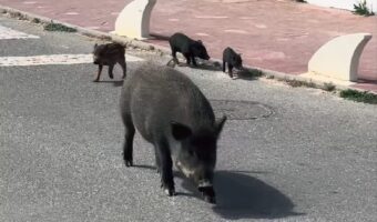 街中に現れた家族。のしのし歩くのは・・イノシシの一家！！【海外・動画】