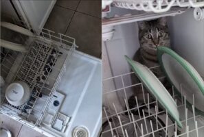 食洗器が閉められないその理由は・・。中にネコが潜んでいた！！【海外・動画】