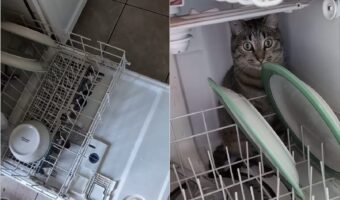 食洗器が閉められないその理由は・・。中にネコが潜んでいた！！【海外・動画】