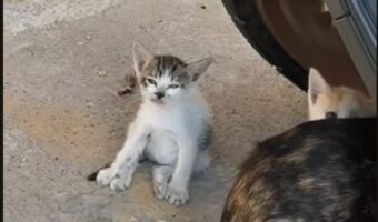 うつらうつらする子ネコ。おねむ過ぎてこてんっとしちゃった！！【海外・動画】