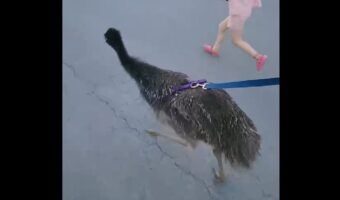 愛犬のおさんぽ・・でなくて！リードをつけてみんなで駆けているのは・・走るのが得意な鳥の『エミュー』だ！！