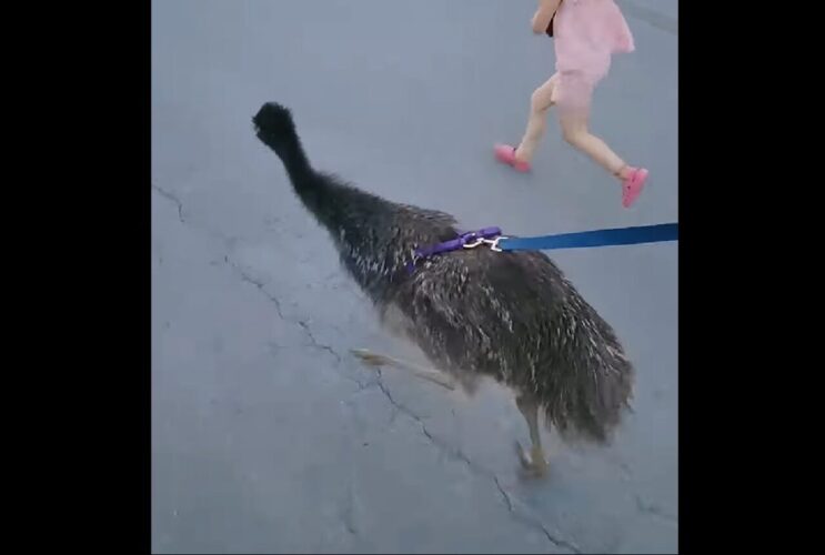 愛犬のおさんぽ・・でなくて！リードをつけてみんなで駆けているのは・・走るのが得意な鳥の『エミュー』だ！！