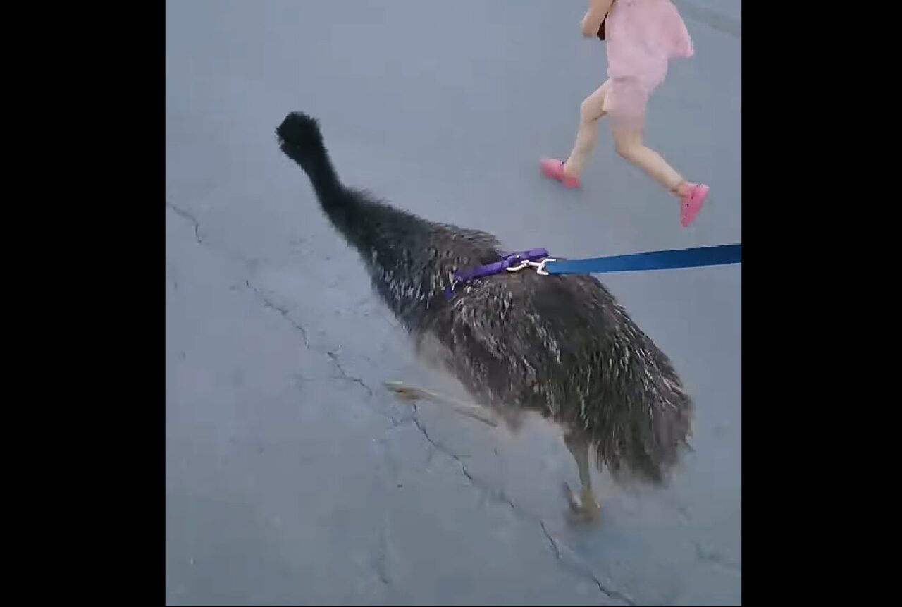 愛犬のおさんぽ・・でなくて!リードをつけてみんなで駆けているのは・・走るのが得意な鳥の『エミュー』だ!!