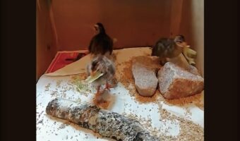 ひとりで静かに食べられる場所を探している？ヒナドリたちがごはんをくわえてバタバタ右往左往！！