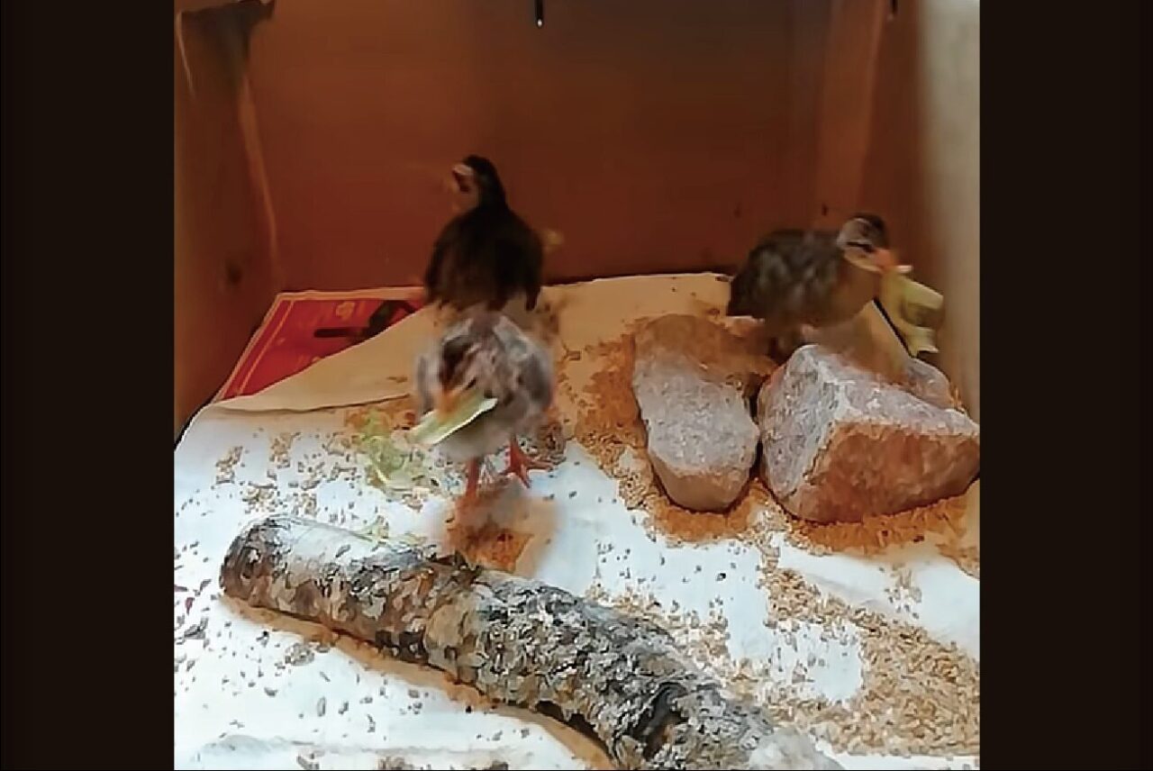 ひとりで静かに食べられる場所を探している？ヒナドリたちがごはんをくわえてバタバタ右往左往！！
