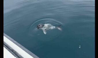 ボートに接近してくるのはイカ？・・違う、アザラシの赤ちゃんだ！！【海外・動画】