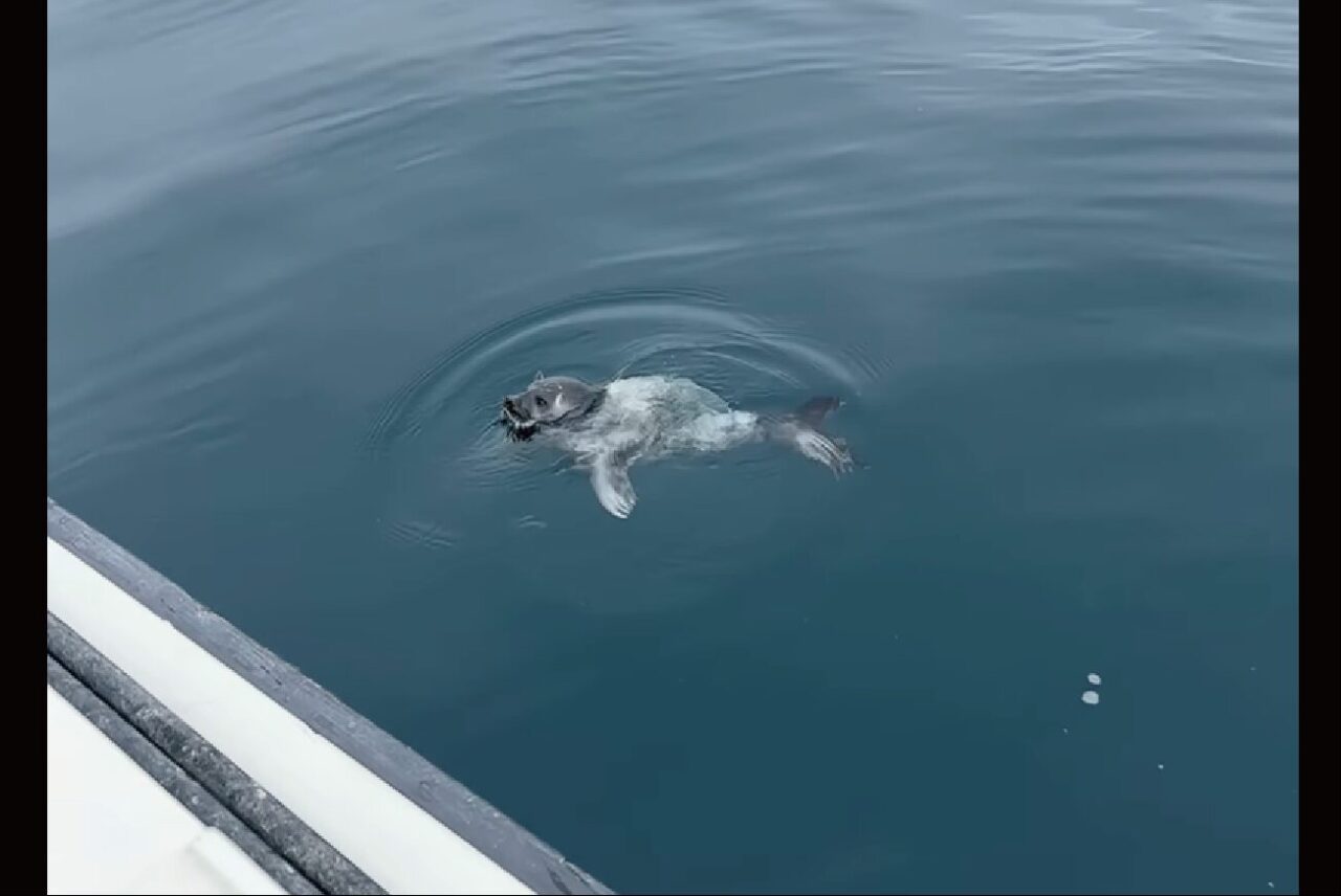 ボートに接近してくるのはイカ?・・違う、アザラシの赤ちゃんだ!!【海外・動画】