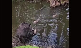イノシシはこどもの頃から泳ぎが得意！？小川を泳いで渡るウリ坊たち【海外・動画】