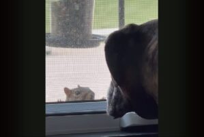 にらめっこ中？窓辺で唸るボクサー犬の目の前に・・じっと見つめてくるリスが！！【アメリカ・動画】