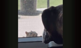 にらめっこ中？窓辺で唸るボクサー犬の目の前に・・じっと見つめてくるリスが！！【アメリカ・動画】