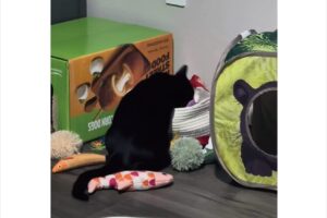 これでもニャいし、あれでもニャい・・。お気に入りのオモチャを探すネコ【アメリカ・動画】
