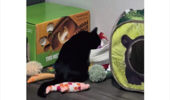 これでもニャいし、あれでもニャい・・。お気に入りのオモチャを探すネコ【アメリカ・動画】