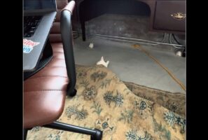 そこはベッドじゃないよ！ネコがお昼寝するのに選んだのは・・カーペットの下！？【アメリカ・動画】