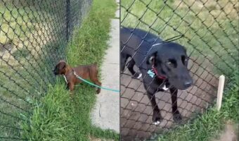 愛犬がじっと待っているのは・・。フェンス越しに友情を深めあうイヌたちがかわいすぎる！！【アメリカ・動画】