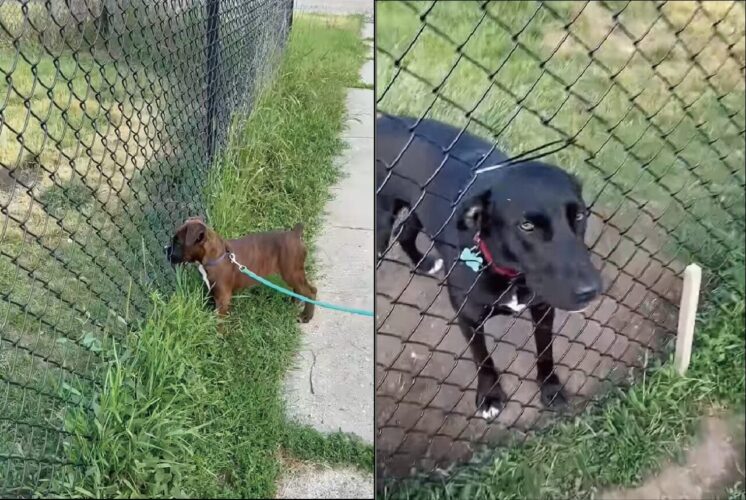 愛犬がじっと待っているのは・・。フェンス越しに友情を深めあうイヌたちがかわいすぎる！！【アメリカ・動画】