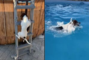 よいしょよいしょと梯子をのぼるテリア犬。その先には大きなプールが！！【外国・動画】