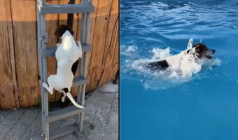 よいしょよいしょと梯子をのぼるテリア犬。その先には大きなプールが！！【外国・動画】