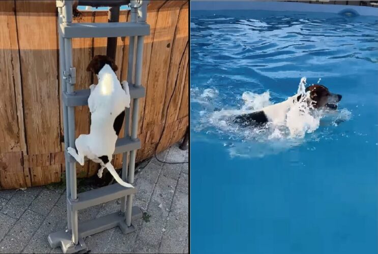 よいしょよいしょと梯子をのぼるテリア犬。その先には大きなプールが！！【外国・動画】