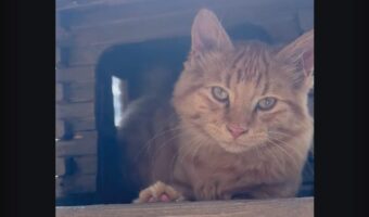 お気に入りスポットなの？ネコが野鳥用の小屋に潜り込んじゃった！！【海外・動画】