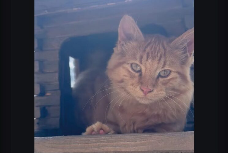 お気に入りスポットなの？ネコが野鳥用の小屋に潜り込んじゃった！！【海外・動画】