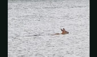 釣り人もビックリ！湖面に見えるのは・・泳ぐシカ！？【アメリカ・動画】