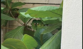 葉っぱの影でひっそりと。身を寄せ合うインコのカップルがかわいすぎる！！【海外・動画】