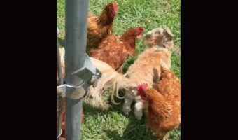 ニワトリたちと仲良しなイヌ。さっそくみんなで追いかけっこ開始！！【アメリカ・動画】