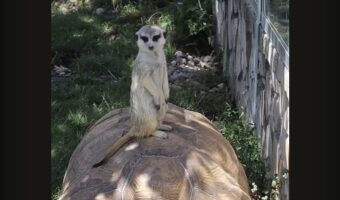 周囲を見渡すミーアキャット。立っているのは岩場ではなく・・大きなリクガメの甲羅の上！？【海外・動画】