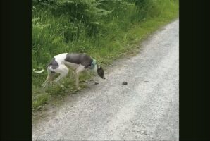 とことこ歩くウィペットが飛び上がるほどビックリ！好奇心が生んだハプニング【海外・動画】