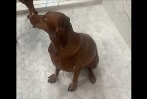 兄弟でリアクションがこんなに違うの！愛犬たちのシャワータイム【アメリカ・動画】
