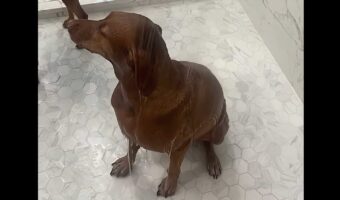 兄弟でリアクションがこんなに違うの！愛犬たちのシャワータイム【アメリカ・動画】