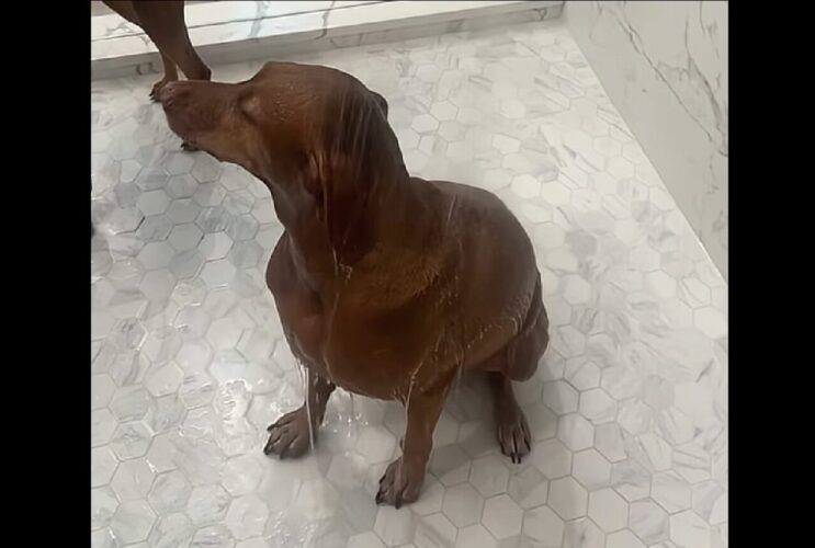 兄弟でリアクションがこんなに違うの！愛犬たちのシャワータイム【アメリカ・動画】