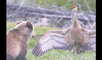 クマはツルが怖い！？翼を広げたツルにたじたじ【アメリカ・動画】