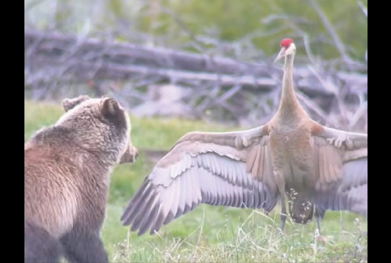 クマはツルが怖い!?翼を広げたツルにたじたじ【アメリカ・動画】